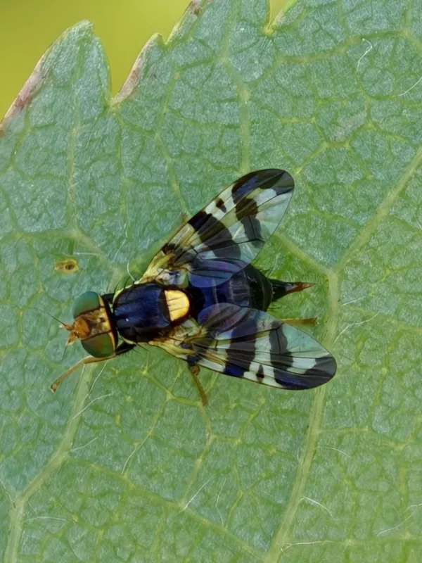 European cherry fruit fly