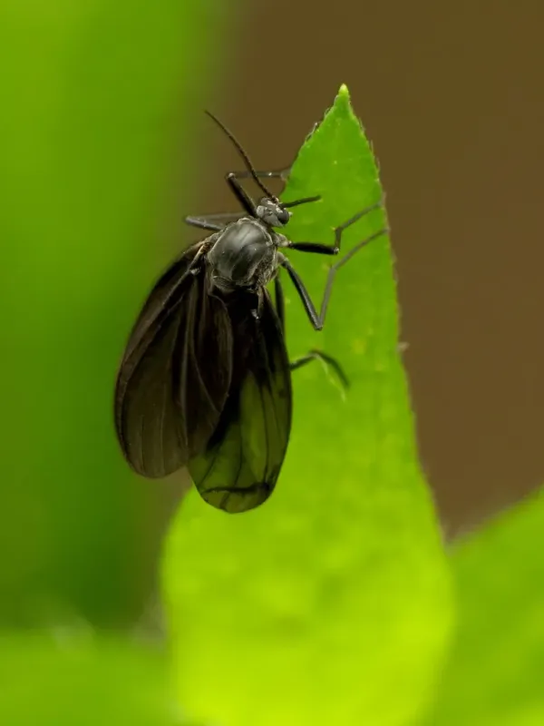 Sciaridae