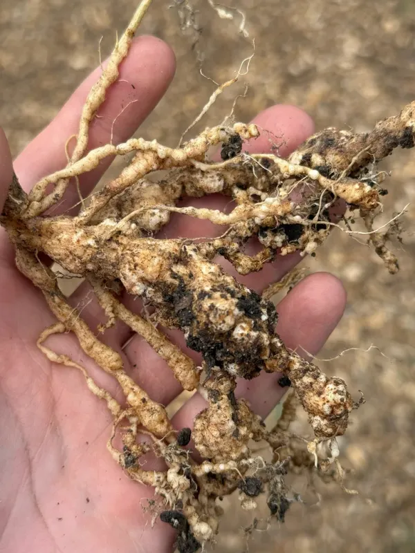 Root-knot nematode
