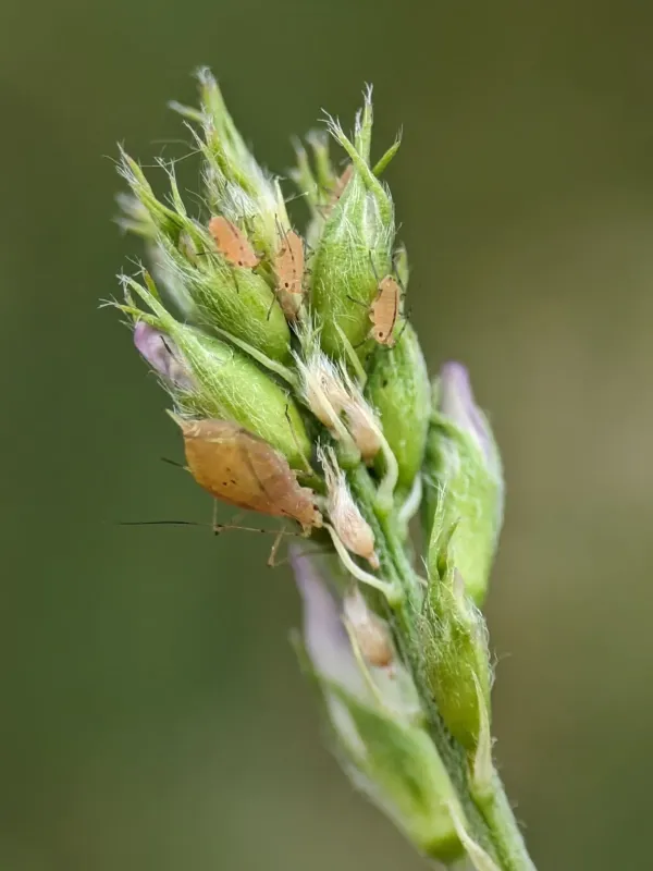 Pea aphid