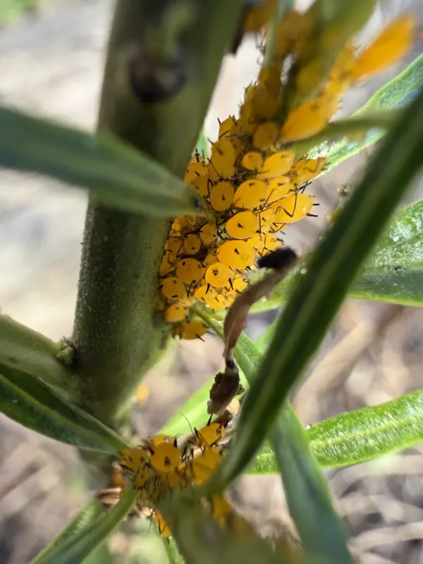 Aphid