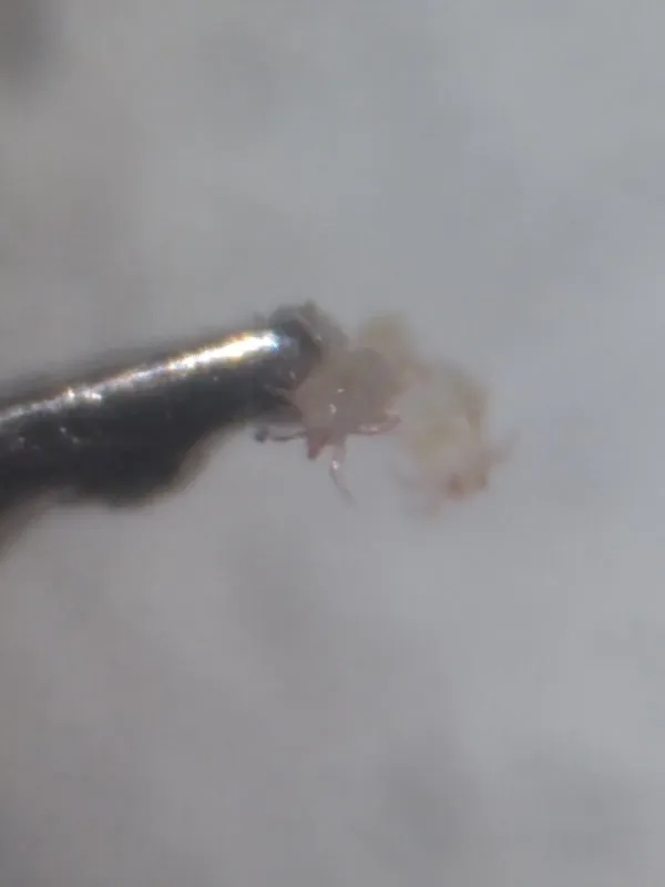 Flour mite