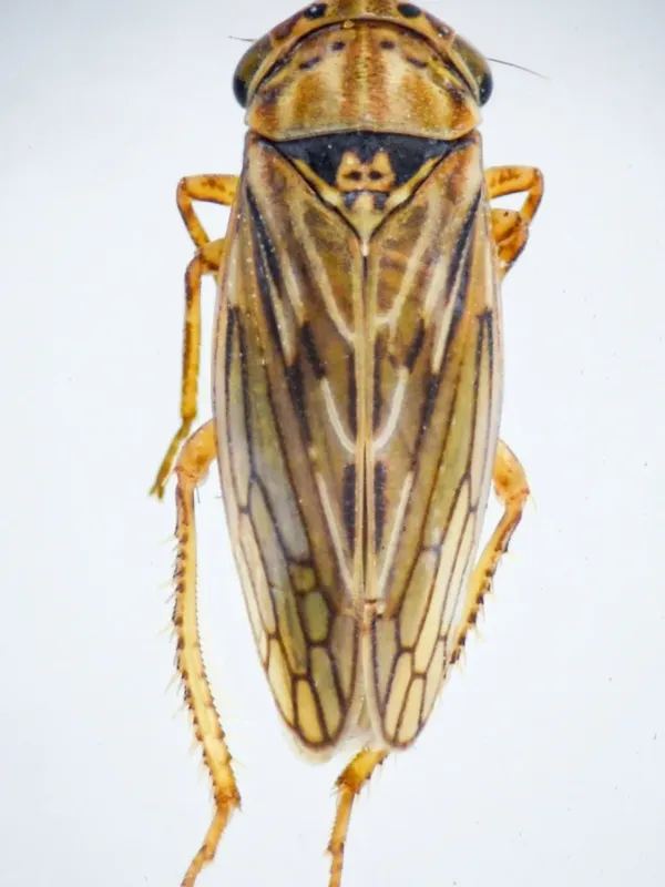 California leafhopper