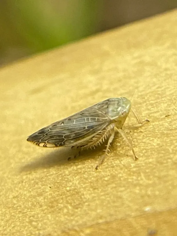 Acinopterus
