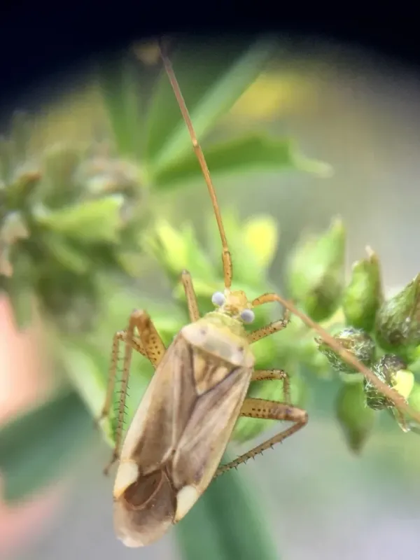 Adelphocoris