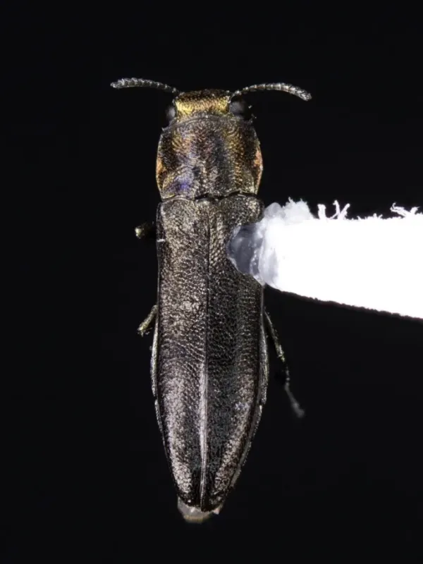 Узкотелая дубовая златка