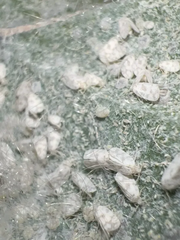 Porous whitefly