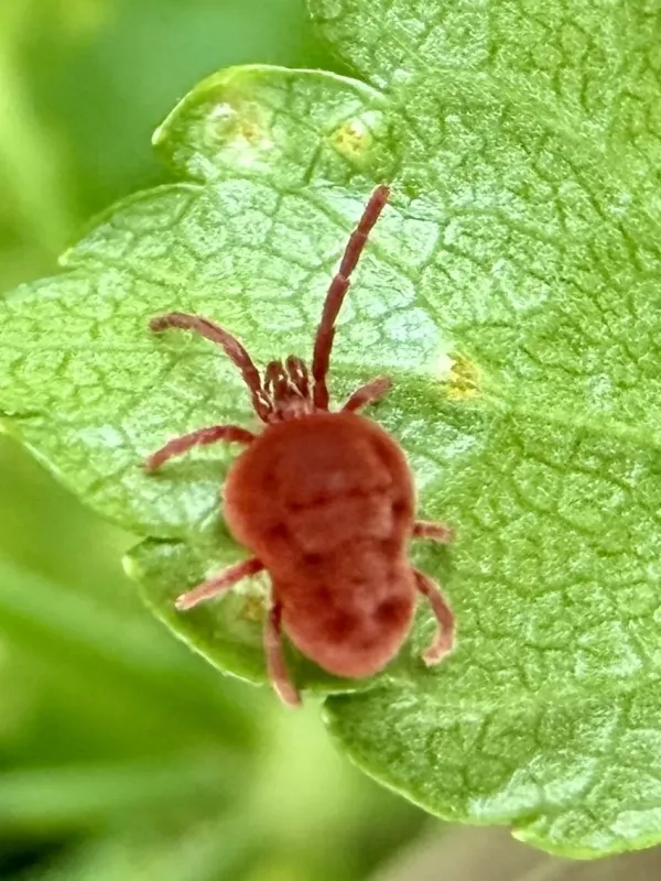 Allothrombium