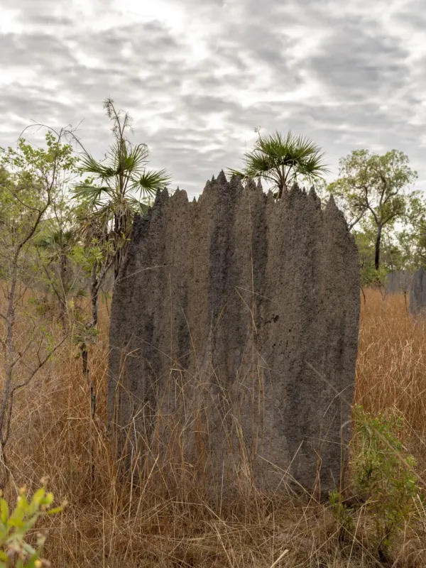 Meridional termite