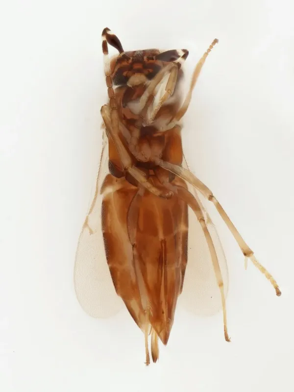 Anagyrus aligarhensis