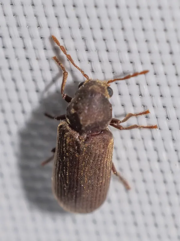Common furniture beetle