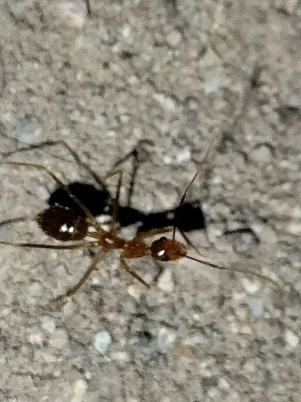 Yellow crazy ant