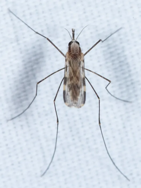 Franciscan malaria mosquito