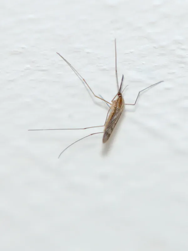 Common malaria mosquito
