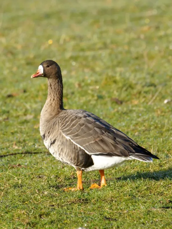 Greater white-fronted goose