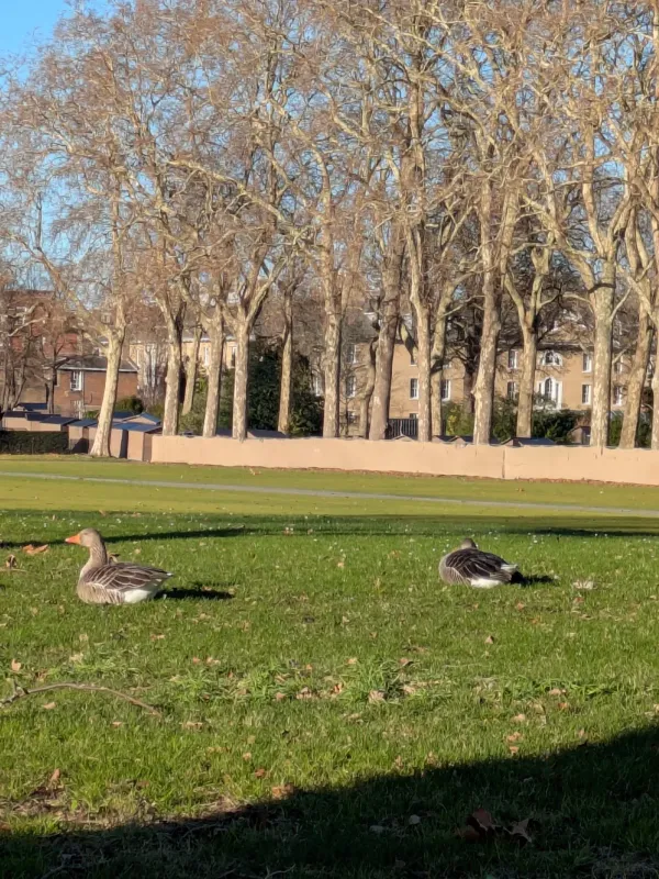 Greylag goose