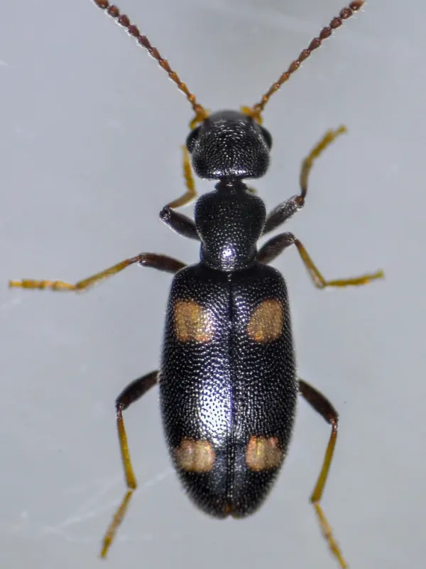 Anthicid beetle