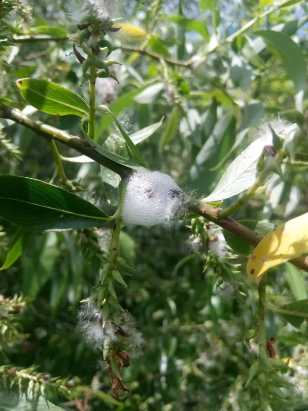 Spittlebug