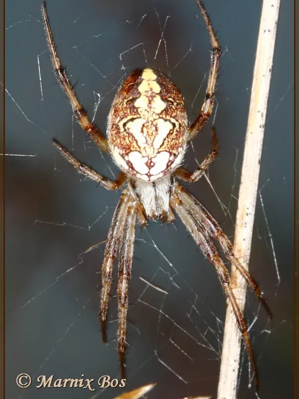Neoscona adianta