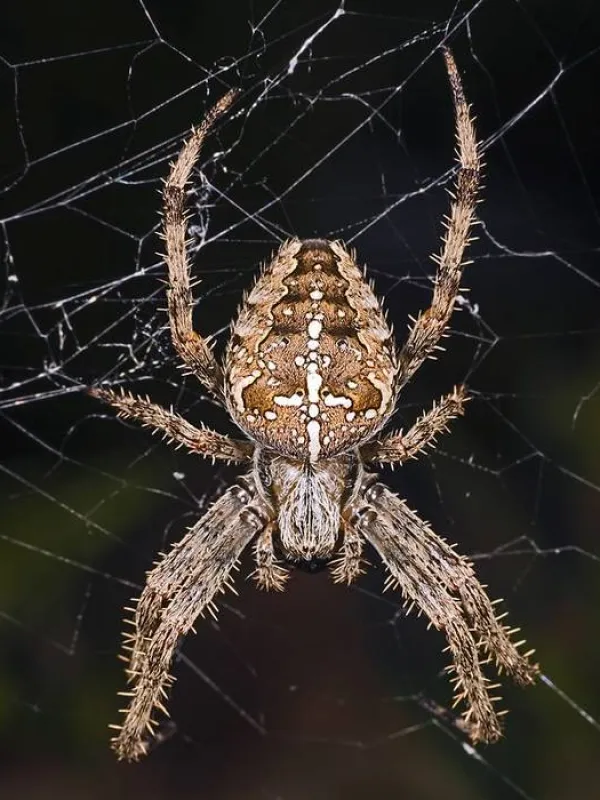 European garden spider