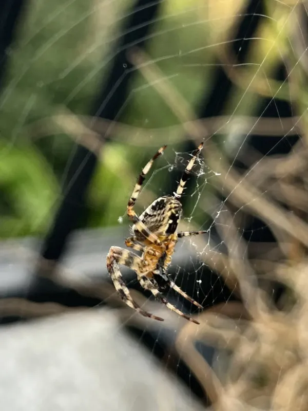 European garden spider