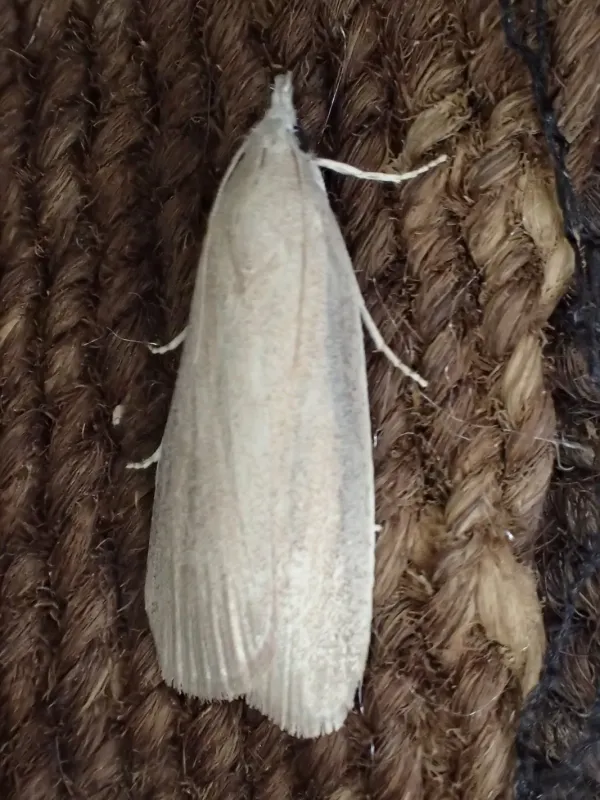 Date palm moth