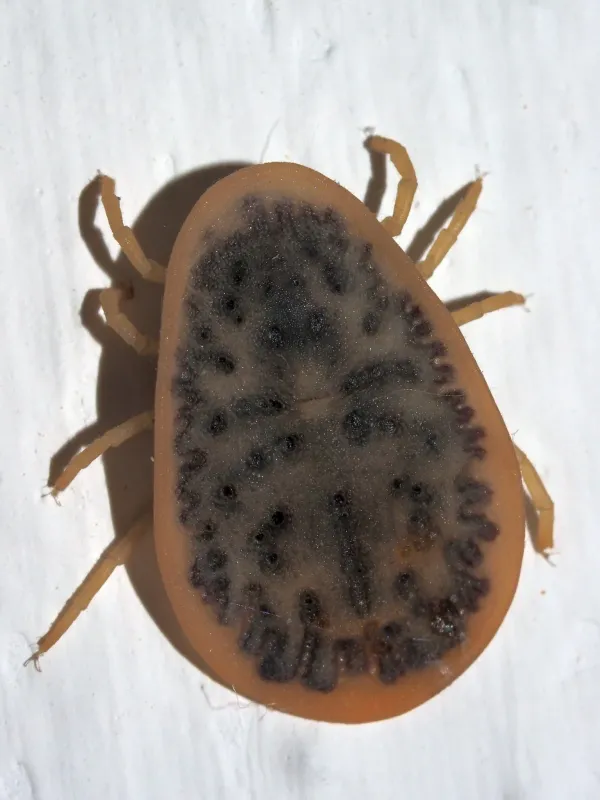 Pigeon tick