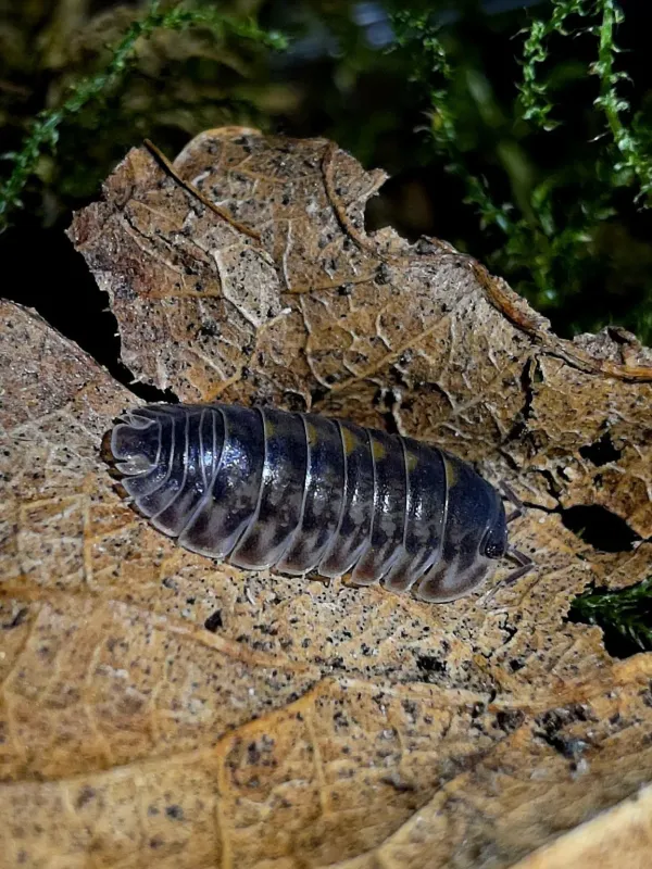 Woodlouse