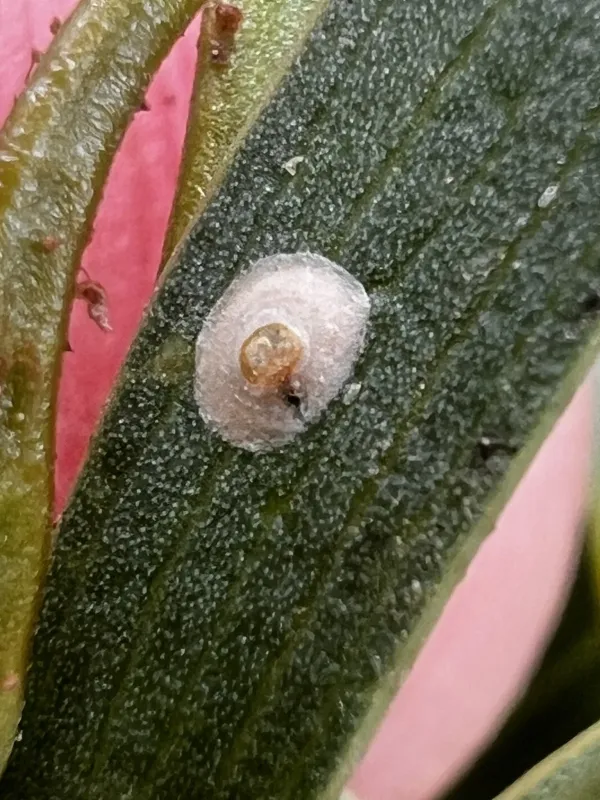 Oleander scale