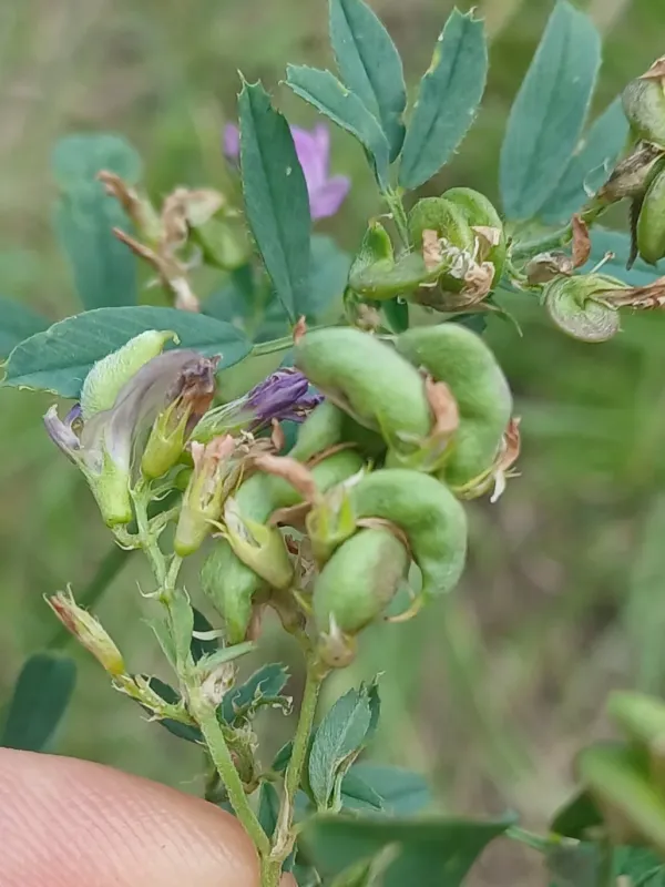 Alfalfa gall midge
