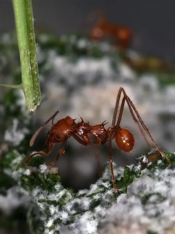 Leafcutter ant