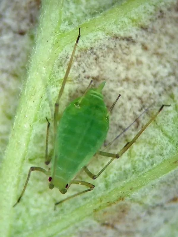 Тля Acyrthosiphon parvus