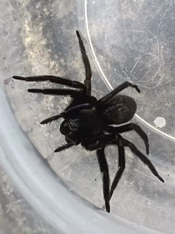 Black house spider