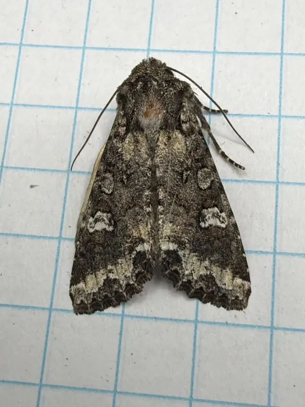 Bertha armyworm