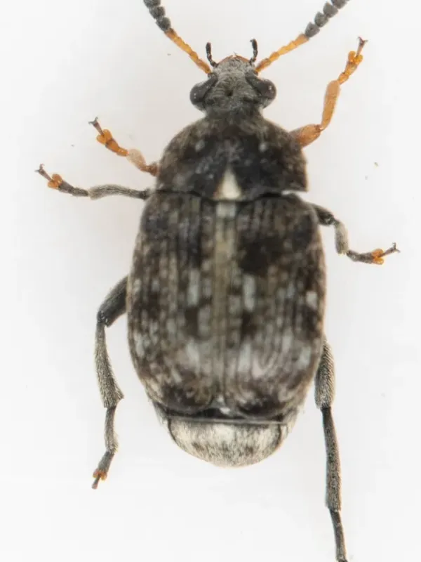 Bean weevil