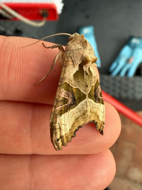 Large Yellow Underwing