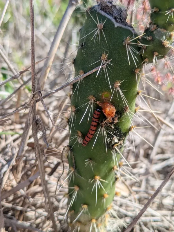 Cactus moth