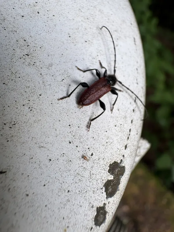 Red-winged wood borer