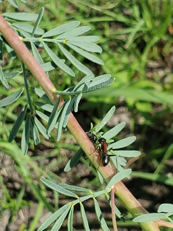New York carpenter ant