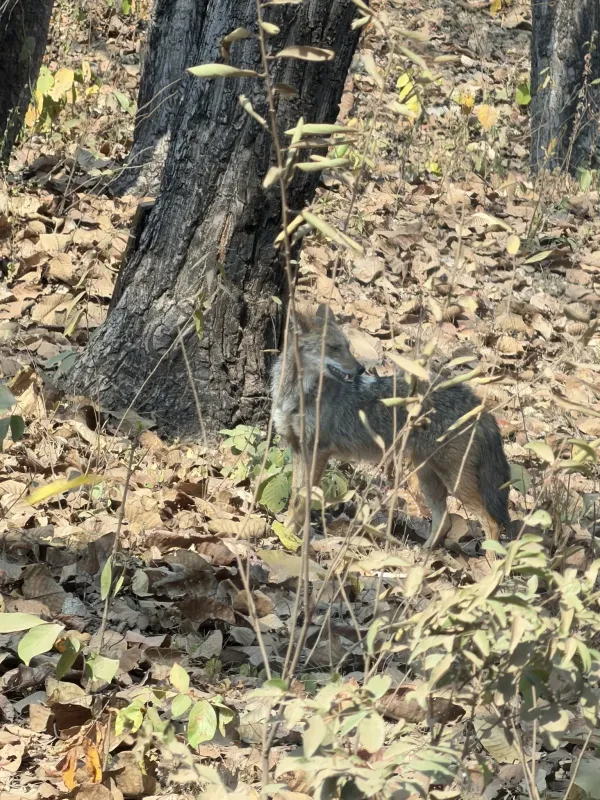 Golden jackal