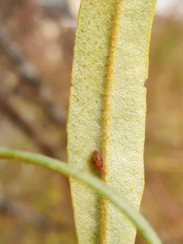 Sea buckthorn aphid