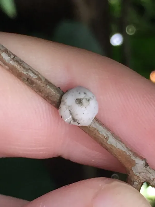 Australian wax scale
