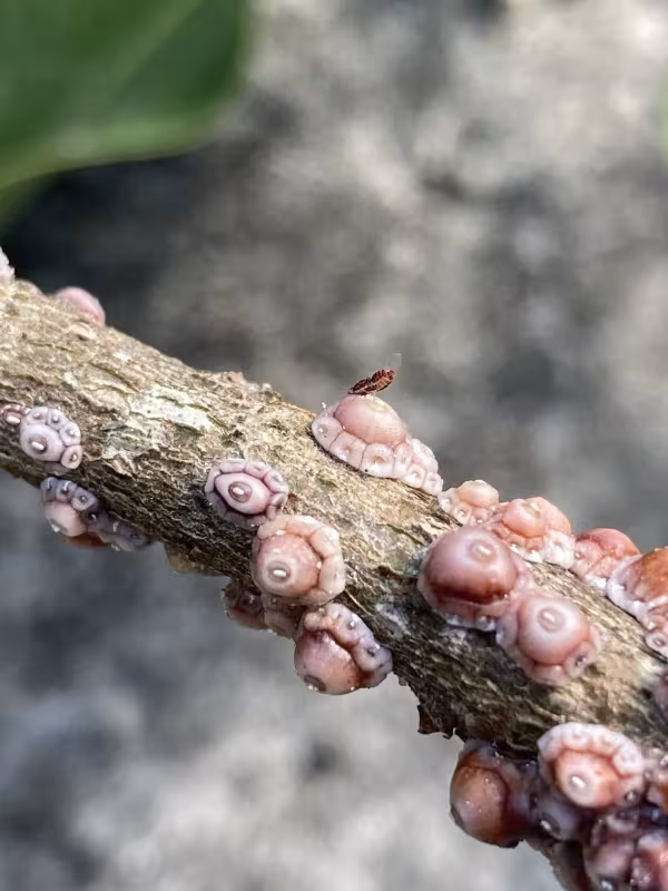 Fig wax scale