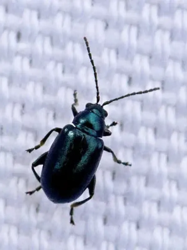 Crepidodera fulvicornis
