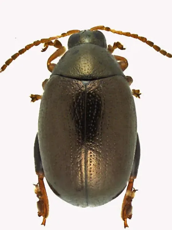 Зубчатая хлебная блошка