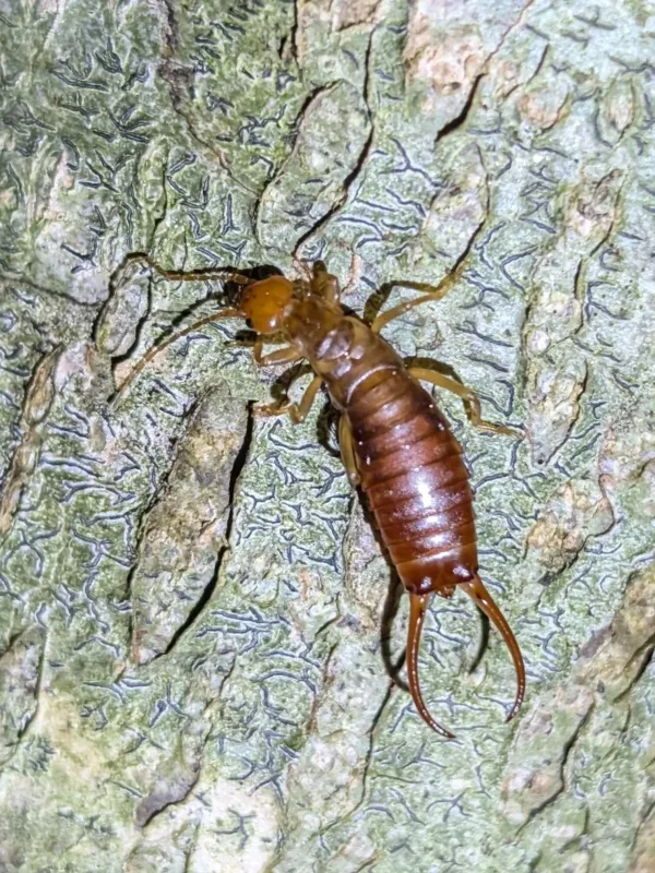 Forest earwig