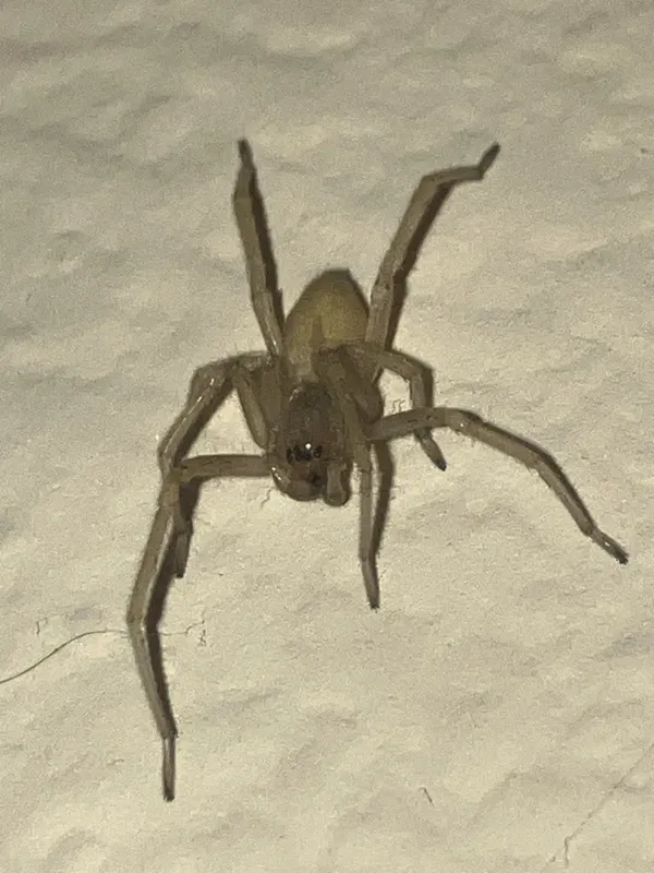 Cheiracanthium