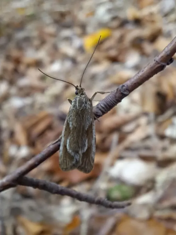 Winter moth (Diurnea lipsiella)