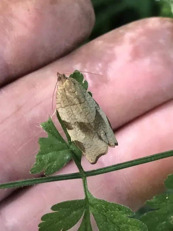 Variegated golden tortrix