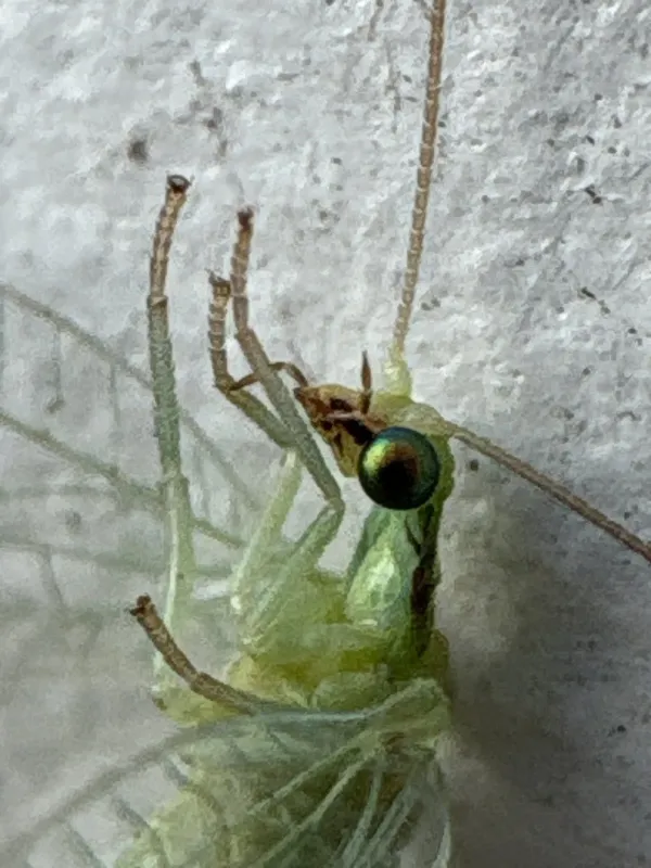 Common green lacewing